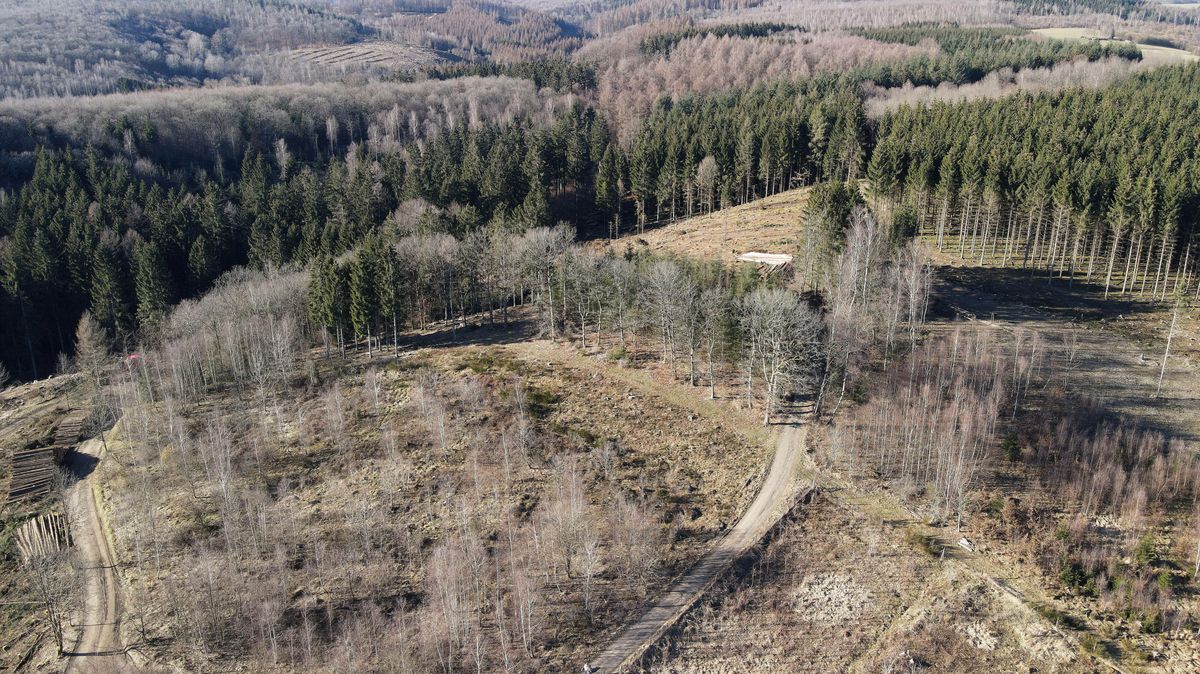 Fotky: Německé lesy rozežírá kůrovec. Loni uhynulo více stromů než kdy dříve